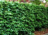 Carpinus betulus - Hainbuche Hecke-/Pflanze-/Baum