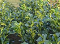 Prunus laurocerasus Rotundifolia - Kirschlorbeer Hecke-/Pflanze-/Baum