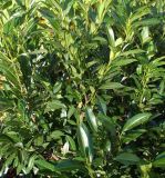 Prunus laurocerasus Caucasica - Kirschlorbeer Hecke-/Pflanze-/Baum