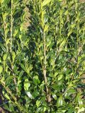 Prunus laurocerasus Herbergii - Kirschlorbeer Hecke-/Pflanze-/Baum