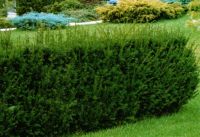 Taxus baccata - Eibe Hecke-/Pflanze-/Baum