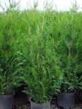 Thuja plicata Atrovirens - Riesen-Lebensbaum Hecke-/Pflanze