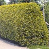 Thuja plicata Aurescens - Goldspitzen-Lebensbaum Hecke-/Pflanze