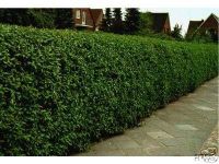 Ligustrum vulgare Atrovirens - Wintergr�ner Liguster Hecke-/Pflanze-/Baum