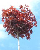Acer platanoides Crimson Sentry - Roter Kugel-Ahorn Baum