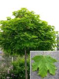 Acer platanoides Globossum - Kugel-Ahorn Baum