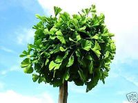 Ginkgo biloba Mariken - Kugel-Ginkgobaum