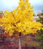 Ginkgo biloba 'Mariken' - Kugel-Ginkgobaum