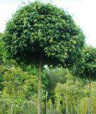 Acer campestre Nanum - Kugel-Feldahorn Baum