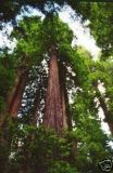 Sequoia Sempervirens - K�sten-Mammutbaum