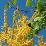 Ginkgo biloba - Ginkgobaum