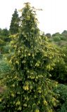 Taxus baccata Dovastonii Aurea - Gelbe Adlerschwingen-Eibe Baum