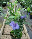 Hibiscus syriacus Blue Chiffon - Garten-/Strauch-Eibisch Pflanze