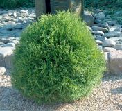Thuja occidentalis Tiny Tim - Zwerg-Kugel-Lebensbaum