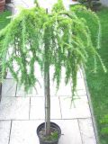 Larix kaempferi Pendula - Japanische H�nge-L�rche Baum