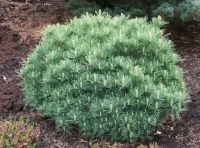 Pinus strobus Radiata - Zwerg Seiden-Kiefer Pflanze