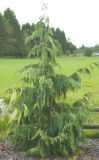 Chamaecyparis nootkatensis Pendula - H�nge-Nootkazypresse Baum