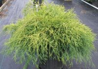 Chamaecyparis pisifera Filifera Aurea - Gelbe Fadenzypresse Pflanze