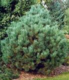 Pinus sylvestris Watereri - Strauch-Wald-Kiefer Baum