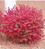 Euonymus  alatus Compactus - Zwerg-Spindelstrauch Pflanze-/Baum