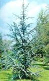 Cedrus atlantica Glauca - Blaue Atlaszeder Baum