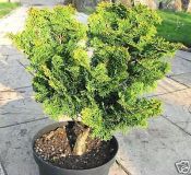Chamaecyparis obusta Nana Gracilis - Zwerg-Muschelzypresse Baum