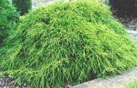 Chamaecyparis pisifera Filifera Nana - Gr�ne Fadenzypresse Pflanze