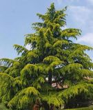 Cedrus deodara 'Aurea' - Gelbe Himalaja-Zeder Baum
