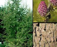Larix decidua - Europ�ische L�rche Baum
