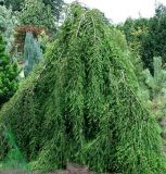 Taxodium distichum Cascade Falls - H�nge-Sumpfzypresse Baum