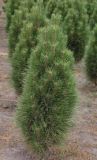Pinus nigra Green Tower - S�ulen-Schwarzkiefer Baum