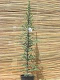 Cedrus atlantica Glauca Fastigiata - Blaue S�ulenzeder Baum