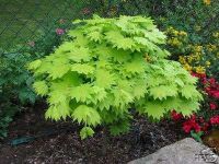 Acer shirasawanum Aureum - Japanischer Gold-Ahorn Baum