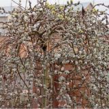 Salix caprea Curly Locks - Gedrehter H�nge Weidek�tzchen Baum