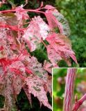 Acer conspicuum Red Flamingo - Buntlaubiger Streifen-Ahorn Baum