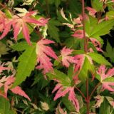 Acer palmatum  Oridono Nishiki - Buntbl�ttriger F�cher-Ahorn Baum