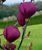 Magnolia Black Tulip - Rubinrote Magnolie Pflanze-/Baum