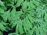 Acer japonicum Aconitifolium - Eisenhutbl�ttriger Feuer-Ahorn Baum