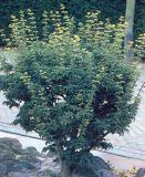 Acer palmatum Shishigashira - Japanischer L�wenkopf-Ahorn Baum