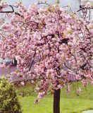 Prunus serrulata Kiku-Shidare-Sakura - H�nge-Nelkenkirschen Baum