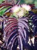 Albizia julibrissin Summer Chocolate - Seidenbaum / Schlafbaum