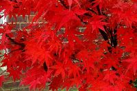Acer palmatum Osakazuki - Japanischer Ahorn Baum