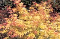 Acer palmatum Orange Dream - Japanischer Ahorn Baum
