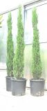 Cupressus sempervirens - S�ulenzypressen Baum