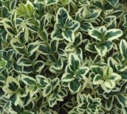 Buxus sempervirens Elegantissima - Weissbunter Buchsbaum
