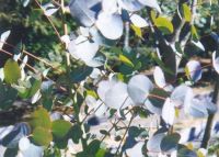 Eucalyptus gunnii - Tasmanischer Eukalyptus Baum