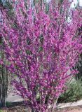 Cercis chinensis Avondale - Chinesischer Judasbaum