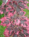 Fagus sylvatica Purpurea Tricolor - Buntlaubiger Blutbuchen Baum