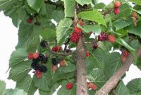 Morus nigra - Schwarzer Maulbeerbaum