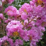 Lagerstroemia indica Mardi Grass - Lagerstroemie / Kreppmyrthe